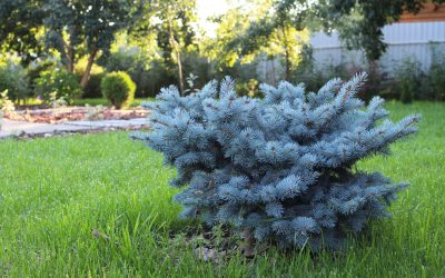 Spring 2026 Landscaping Do’s and Don’ts for Homeowners Planning to Sell in the Future